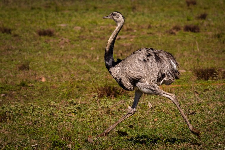 122 Zuid Pantanal, nandoe.jpg